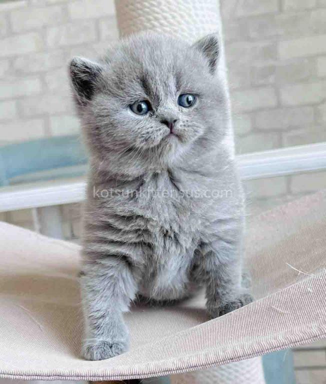 Chunky British Shorthair Boy Blue Solid Color photo 13
