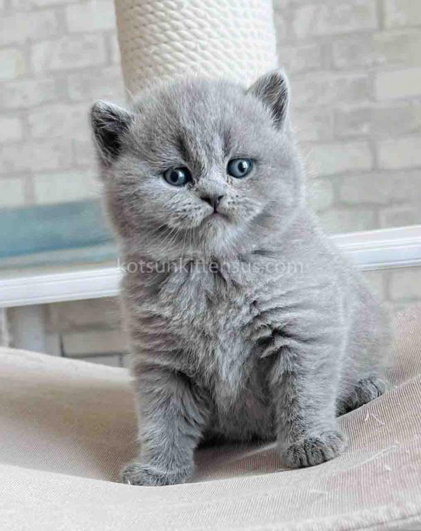 Chunky British Shorthair Boy Blue Solid Color photo 15