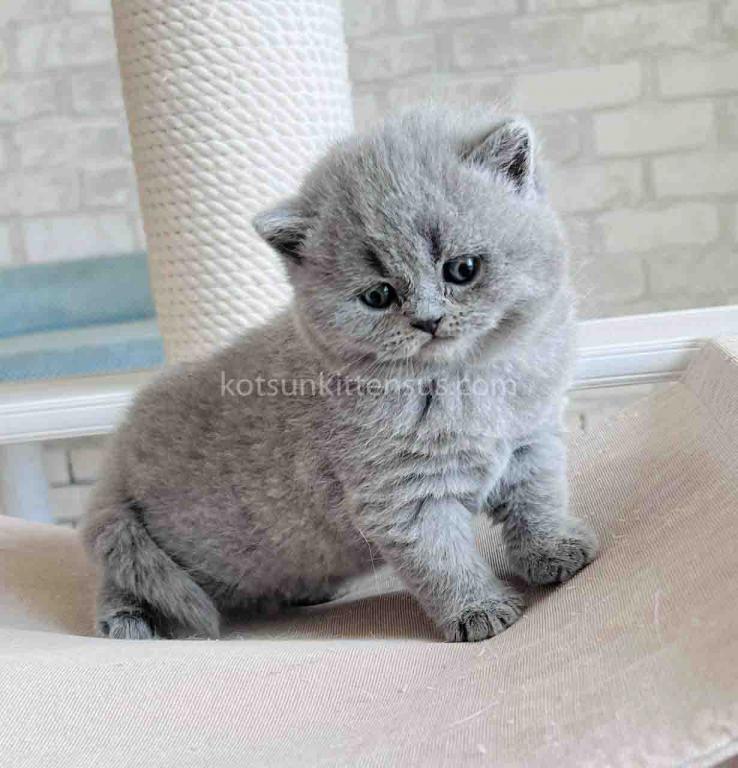 Chunky British Shorthair Boy Blue Solid Color photo 14
