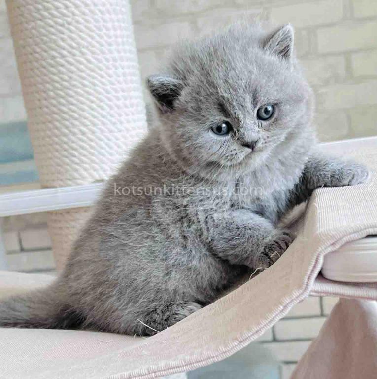 Chunky British Shorthair Boy Blue Solid Color photo 8