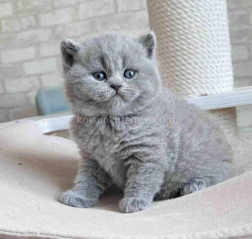 Chunky British Shorthair Boy Blue Solid Color photo 10