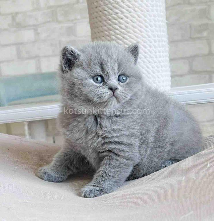 Chunky British Shorthair Boy Blue Solid Color photo 6