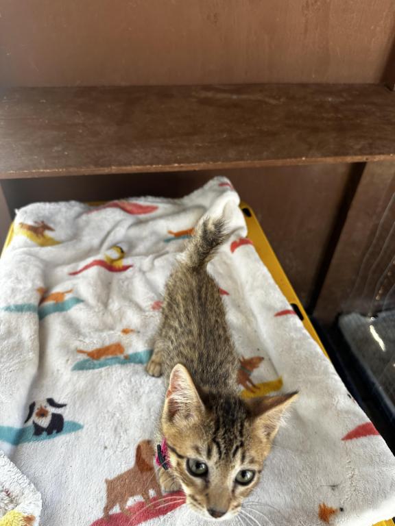 Bobbi The Bobtailed Bengal photo 2