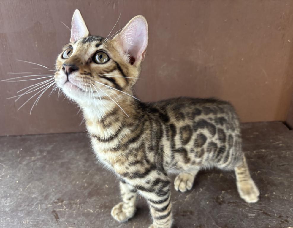 Bobby The Bobtailed Bengal photo 1