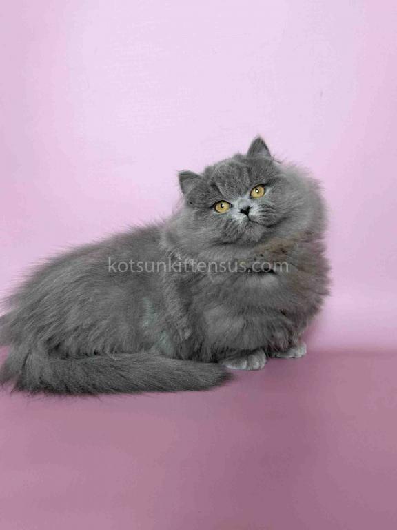 Boss Blue Short Legs Munchkin Minuet Napoleon photo 20