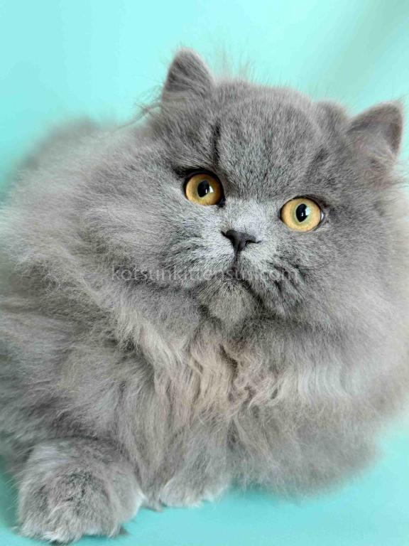 Boss Blue Short Legs Munchkin Minuet Napoleon photo 3