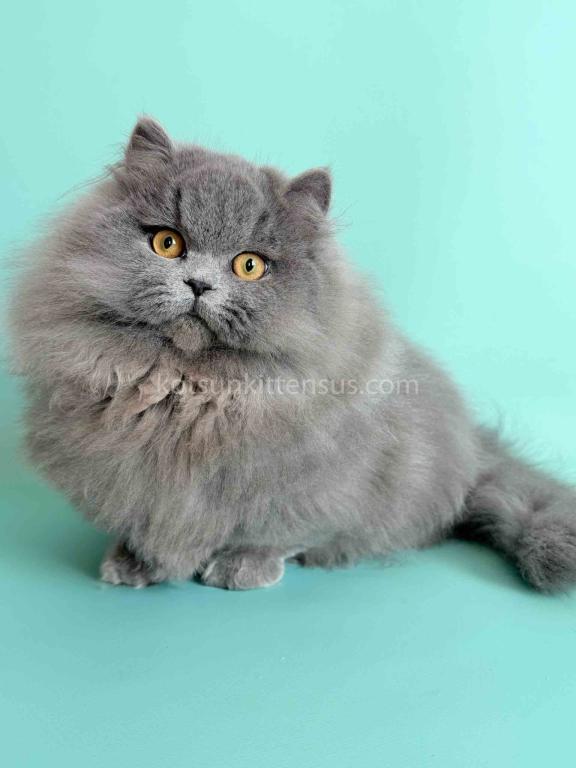 Boss Blue Short Legs Munchkin Minuet Napoleon photo 5