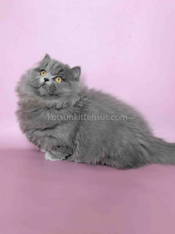 Boss Blue Short Legs Munchkin Minuet Napoleon photo 29