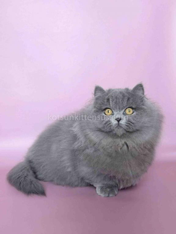 Boss Blue Short Legs Munchkin Minuet Napoleon photo 26
