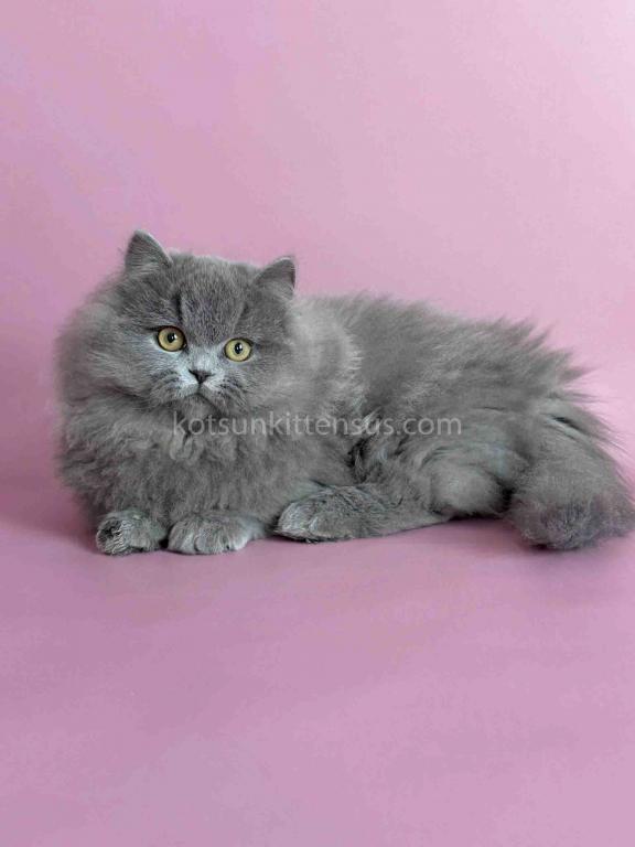 Boss Blue Short Legs Munchkin Minuet Napoleon photo 19