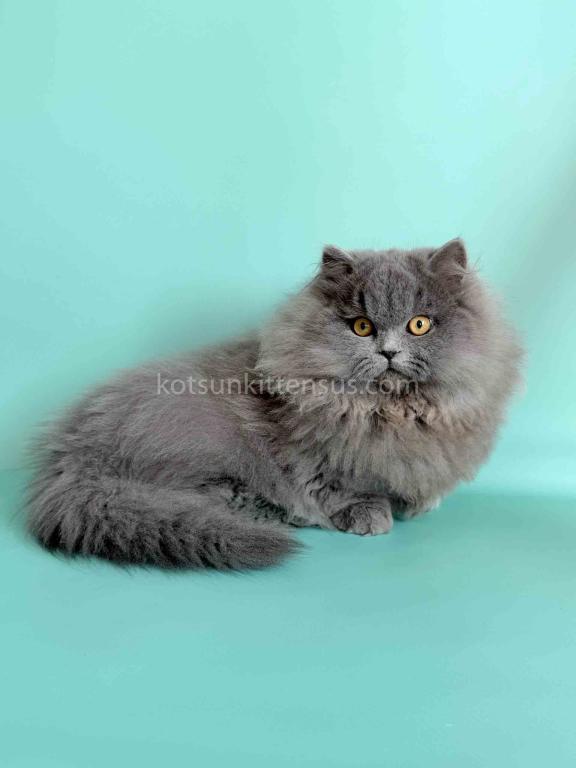 Boss Blue Short Legs Munchkin Minuet Napoleon photo 13