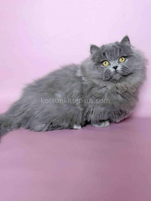Boss Blue Short Legs Munchkin Minuet Napoleon photo 24
