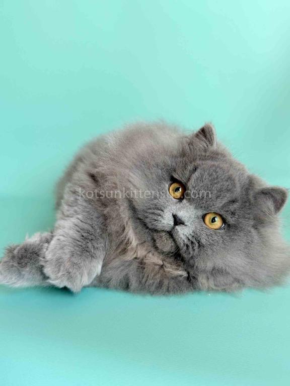 Boss Blue Short Legs Munchkin Minuet Napoleon photo 8