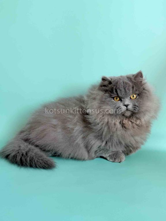 Boss Blue Short Legs Munchkin Minuet Napoleon photo 12