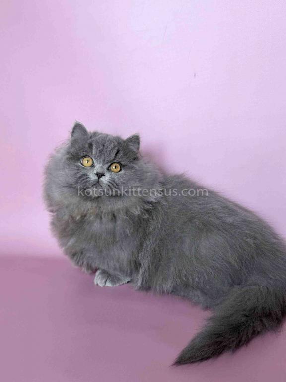 Boss Blue Short Legs Munchkin Minuet Napoleon photo 25