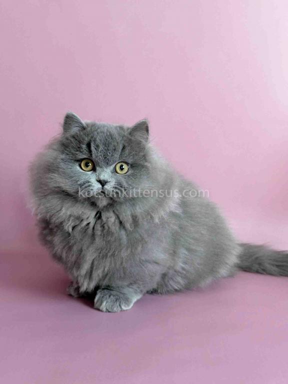 Boss Blue Short Legs Munchkin Minuet Napoleon photo 17