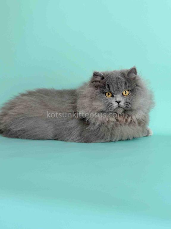Boss Blue Short Legs Munchkin Minuet Napoleon photo 14