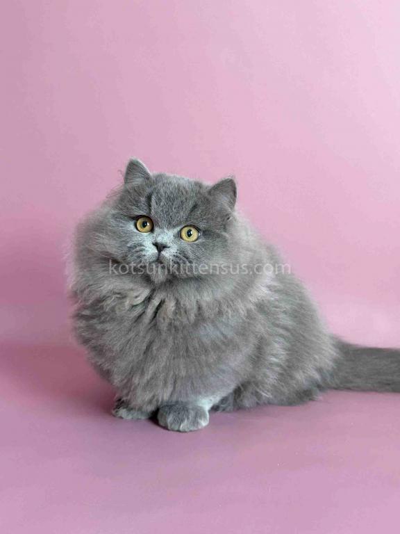 Boss Blue Short Legs Munchkin Minuet Napoleon photo 22