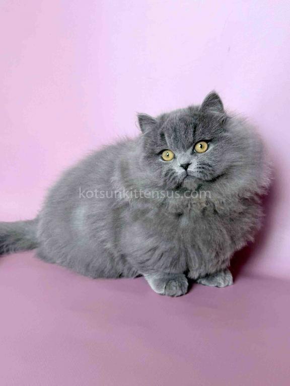 Boss Blue Short Legs Munchkin Minuet Napoleon photo 21