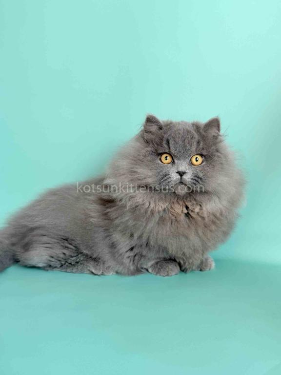 Boss Blue Short Legs Munchkin Minuet Napoleon photo 15