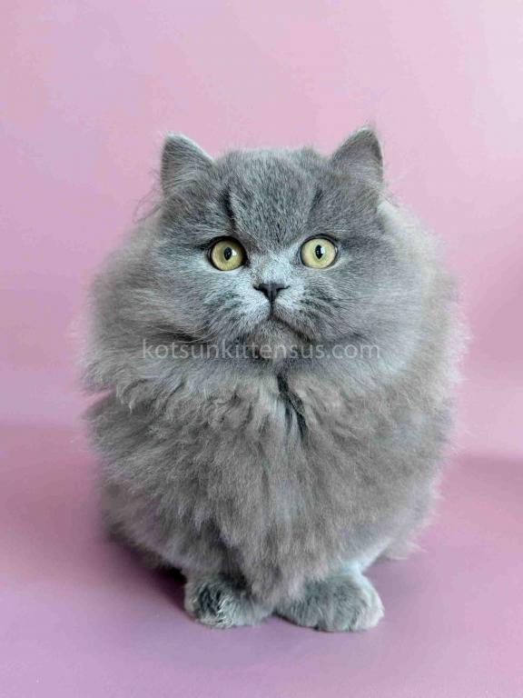 Boss Blue Short Legs Munchkin Minuet Napoleon photo 27
