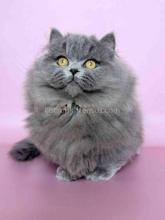 Boss Blue Short Legs Munchkin Minuet Napoleon photo 18