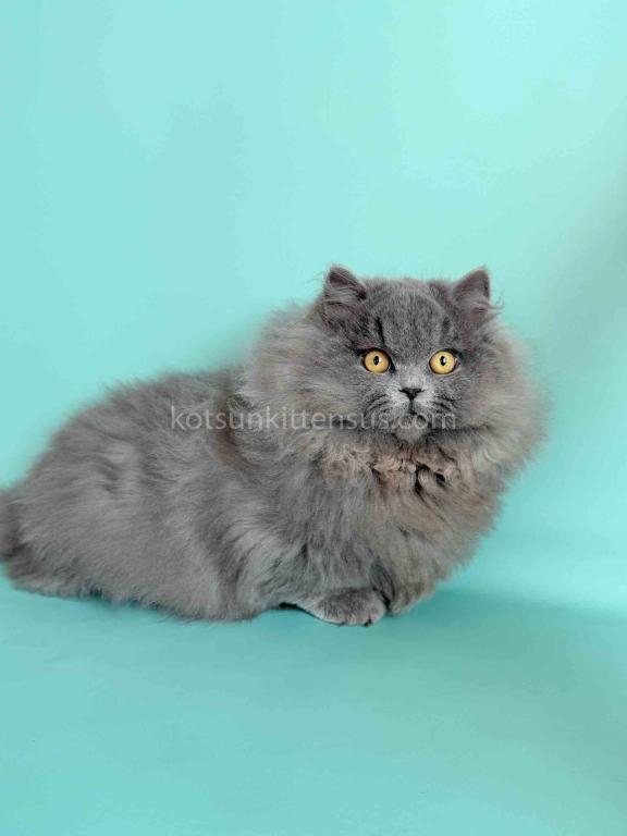 Boss Blue Short Legs Munchkin Minuet Napoleon photo 11