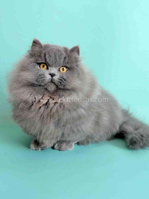 Boss Blue Short Legs Munchkin Minuet Napoleon photo 6