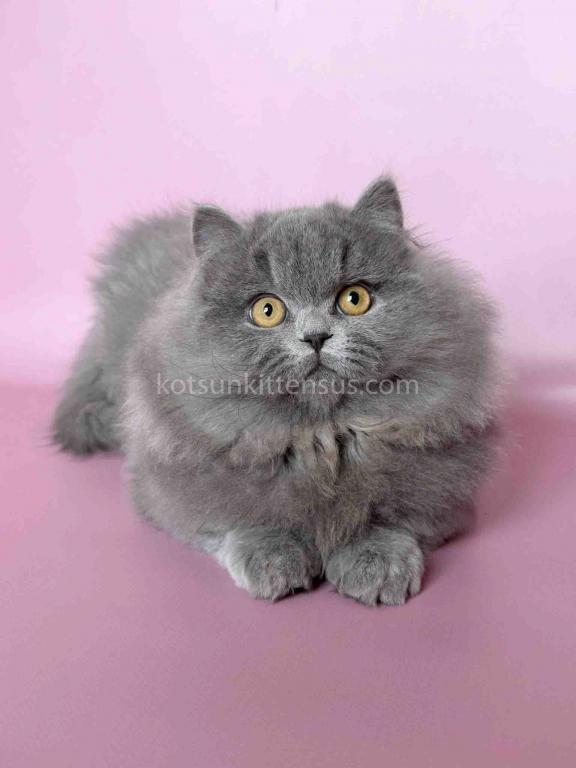 Boss Blue Short Legs Munchkin Minuet Napoleon photo 28