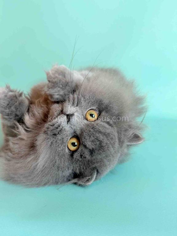 Boss Blue Short Legs Munchkin Minuet Napoleon photo 10