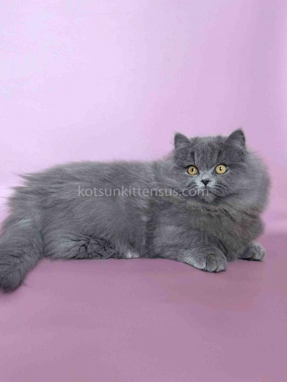 Boss Blue Short Legs Munchkin Minuet Napoleon photo 16