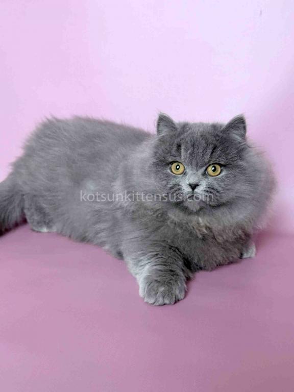 Boss Blue Short Legs Munchkin Minuet Napoleon photo 23