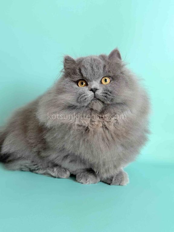 Boss Blue Short Legs Munchkin Minuet Napoleon photo 4