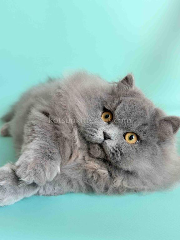 Boss Blue Short Legs Munchkin Minuet Napoleon photo 7