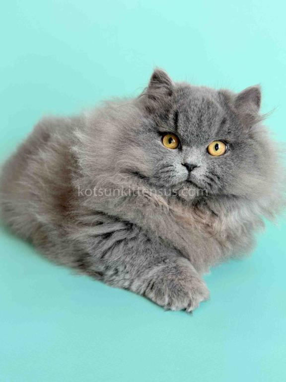Boss Blue Short Legs Munchkin Minuet Napoleon photo 9