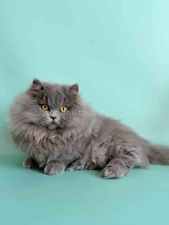 Boss Blue Short Legs Munchkin Minuet Napoleon photo 2