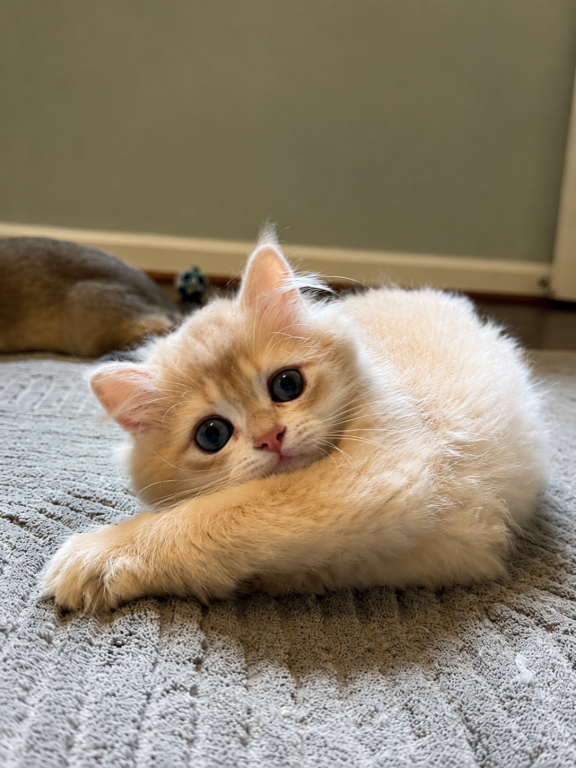 Sirius Longhair