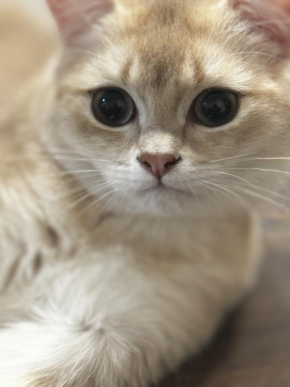 Leo photo 3