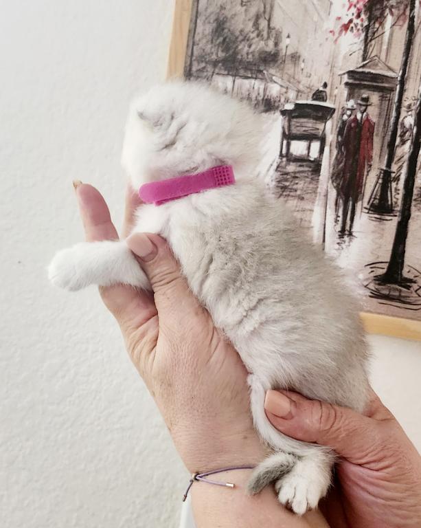 Scottish Fold Chinchilla Kitten Martha photo 2