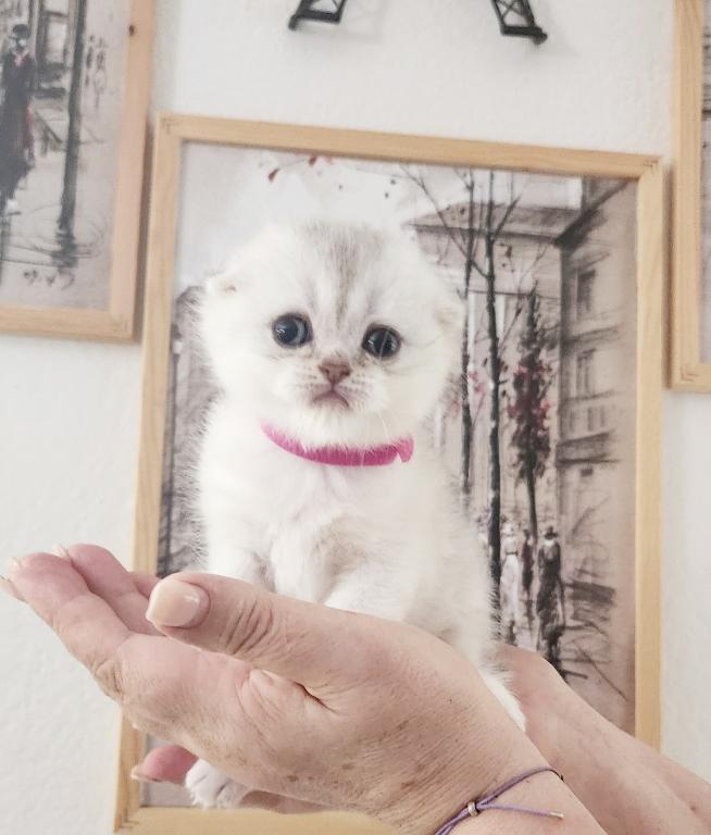 Scottish Fold Chinchilla Kitten Martha
