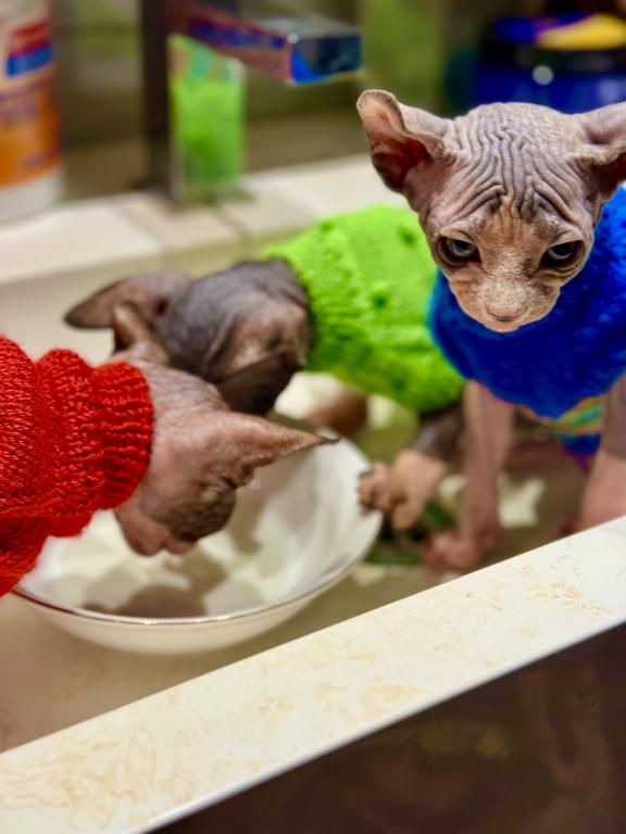 Purebred Sphynx Kittens photo 2