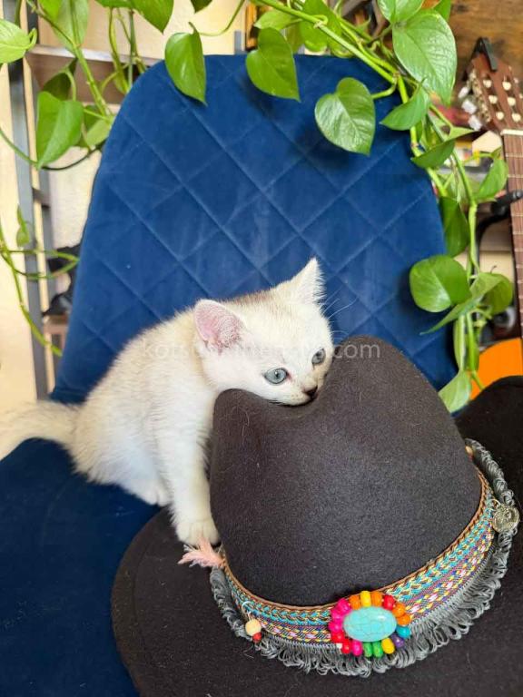 Dustin Silver Shaded Chinchilla British Shorthair photo 34