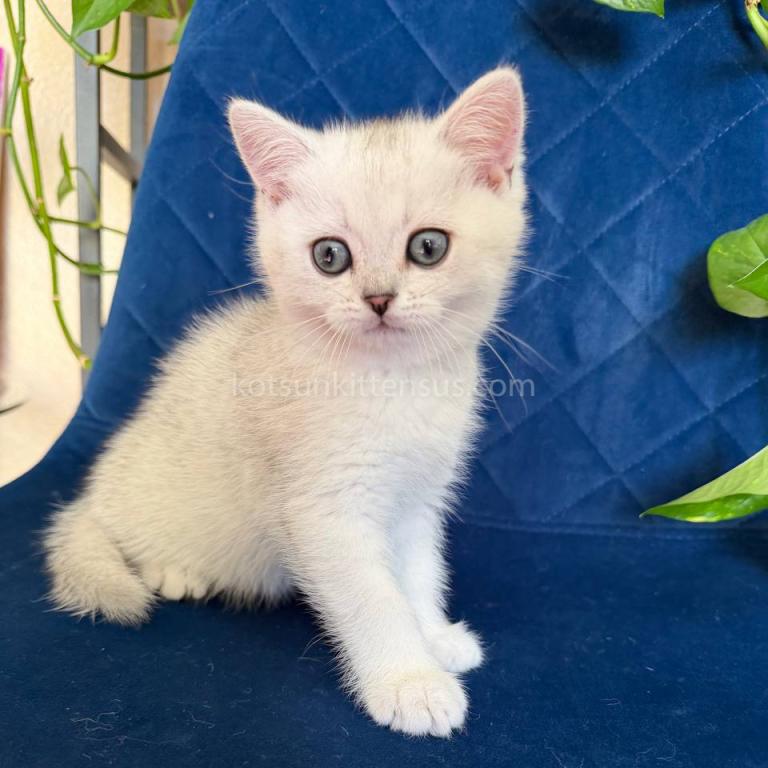 Dustin Silver Shaded Chinchilla British Shorthair photo 3
