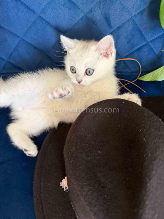 Dustin Silver Shaded Chinchilla British Shorthair photo 25