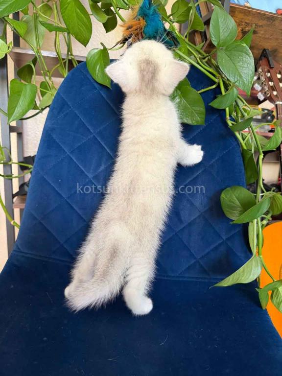 Dustin Silver Shaded Chinchilla British Shorthair photo 22
