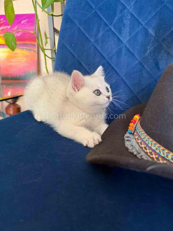 Dustin Silver Shaded Chinchilla British Shorthair photo 15