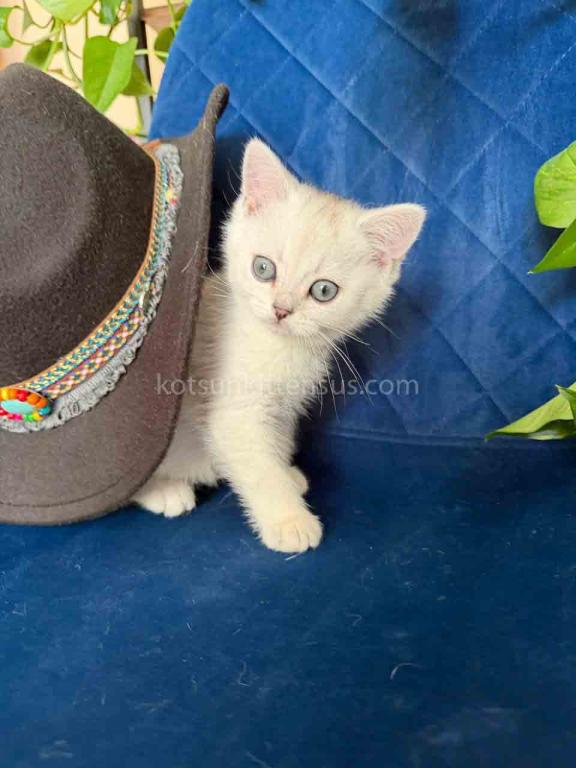 Dustin Silver Shaded Chinchilla British Shorthair photo 14