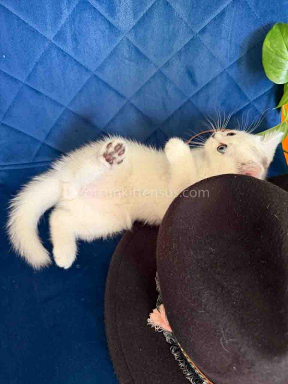 Dustin Silver Shaded Chinchilla British Shorthair photo 26