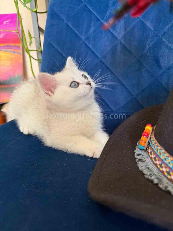 Dustin Silver Shaded Chinchilla British Shorthair photo 11