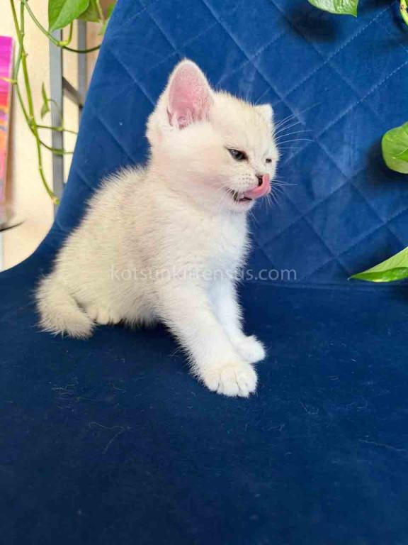 Dustin Silver Shaded Chinchilla British Shorthair photo 20
